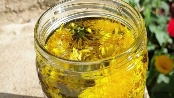 The Powerful Benefits of Dandelion Oil for Women’s Health