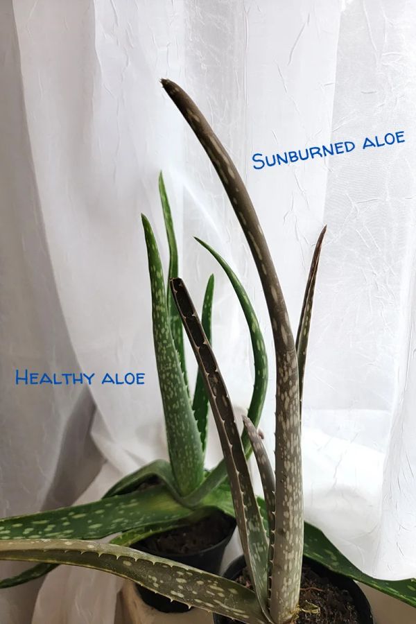 Examples of a healthy aloe and a sunburned aloe. The sunburned one having an overall reddish-brown tinge.