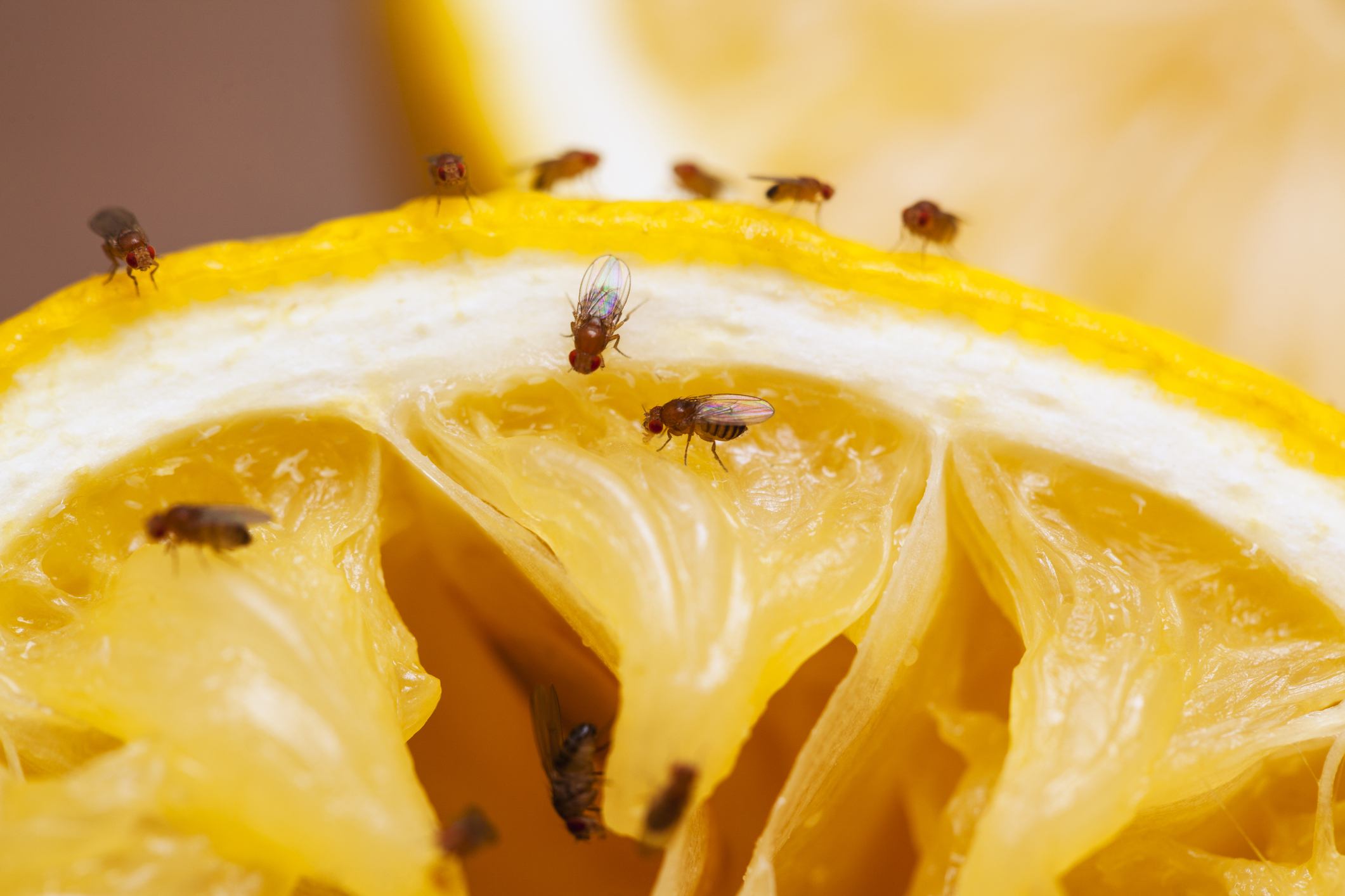 Permanently Get Rid of Fruit Flies with These 8 Proven Methods