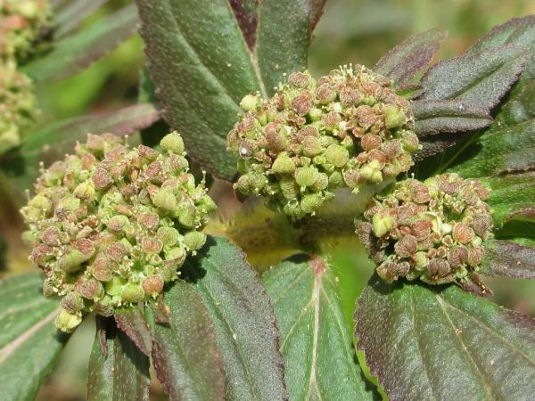 The Fascinating World of Euphorbia: A Plant for Every Garden