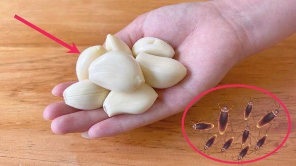 Keep Cockroaches Away from Your Kitchen with Garlic