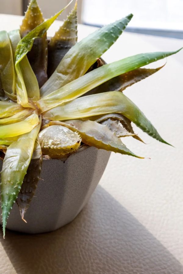 Aloe plant with base rot, yellow and mushy.