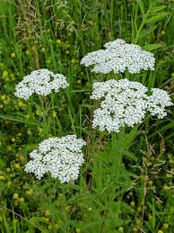 Yarrow: A Powerful Plant for First and Last Aid