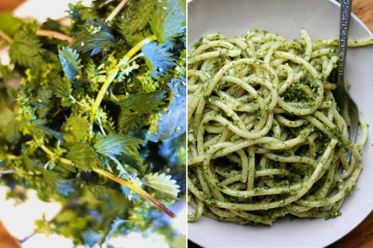 Discovering the Delights of Turkish Nettle Cooking