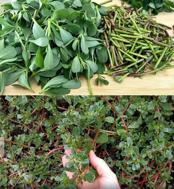 11 Little-Known Secrets of Purslane: A Wonder Plant in Disguise