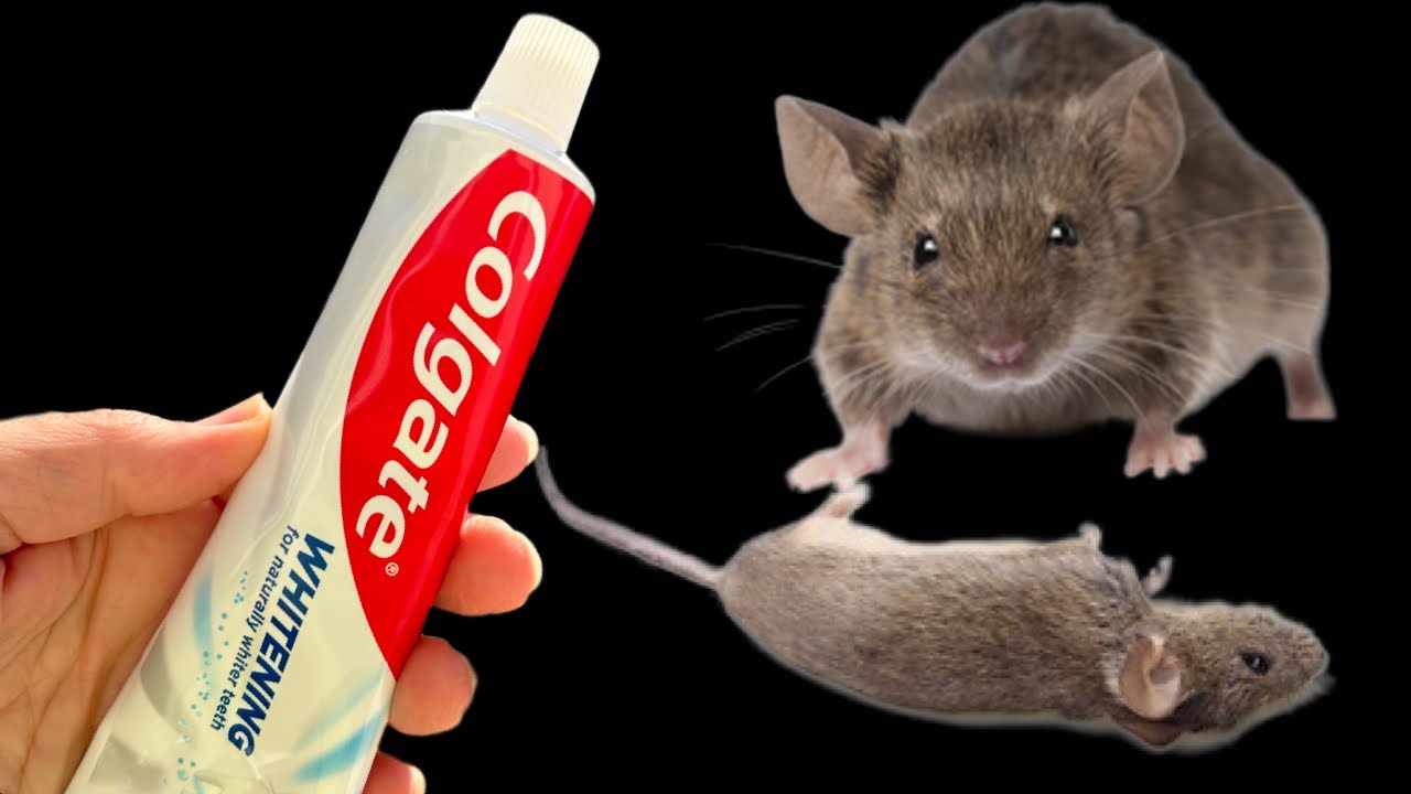 Drive Mice and Rats 2 Kilometers from Your House with Toothpaste!