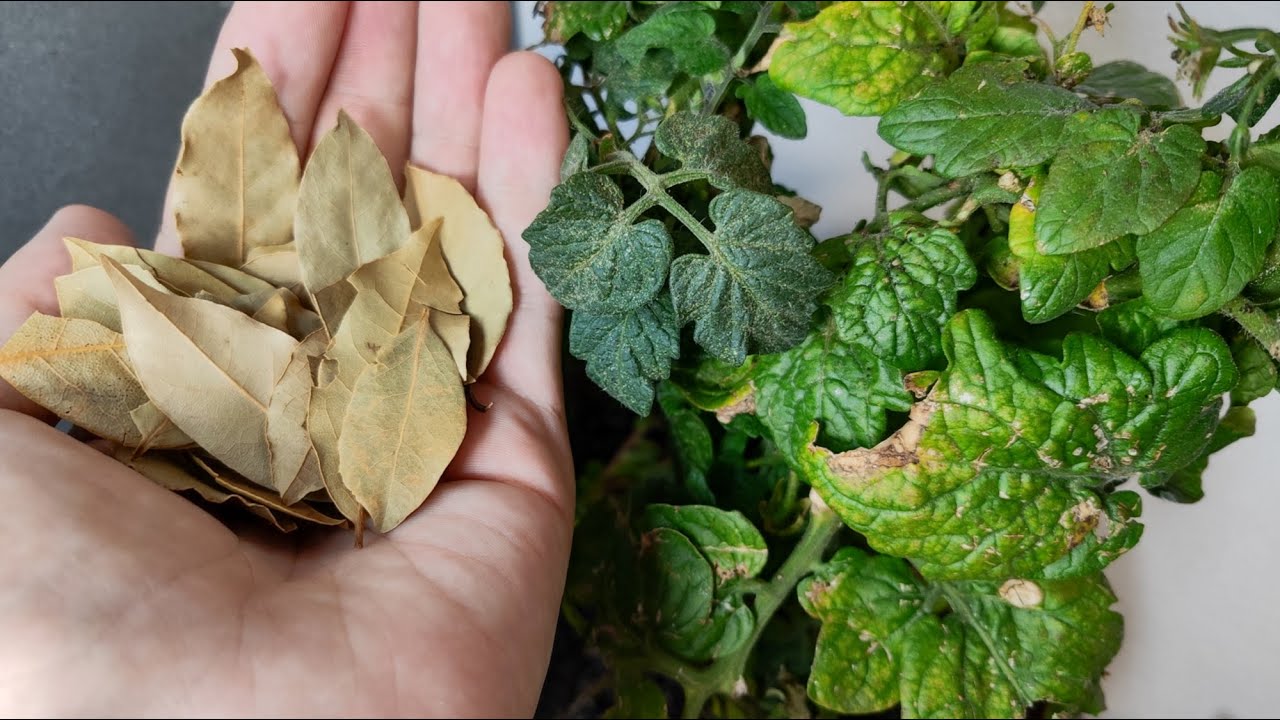 Natural Pest Control: Bay Leaf Water Solution