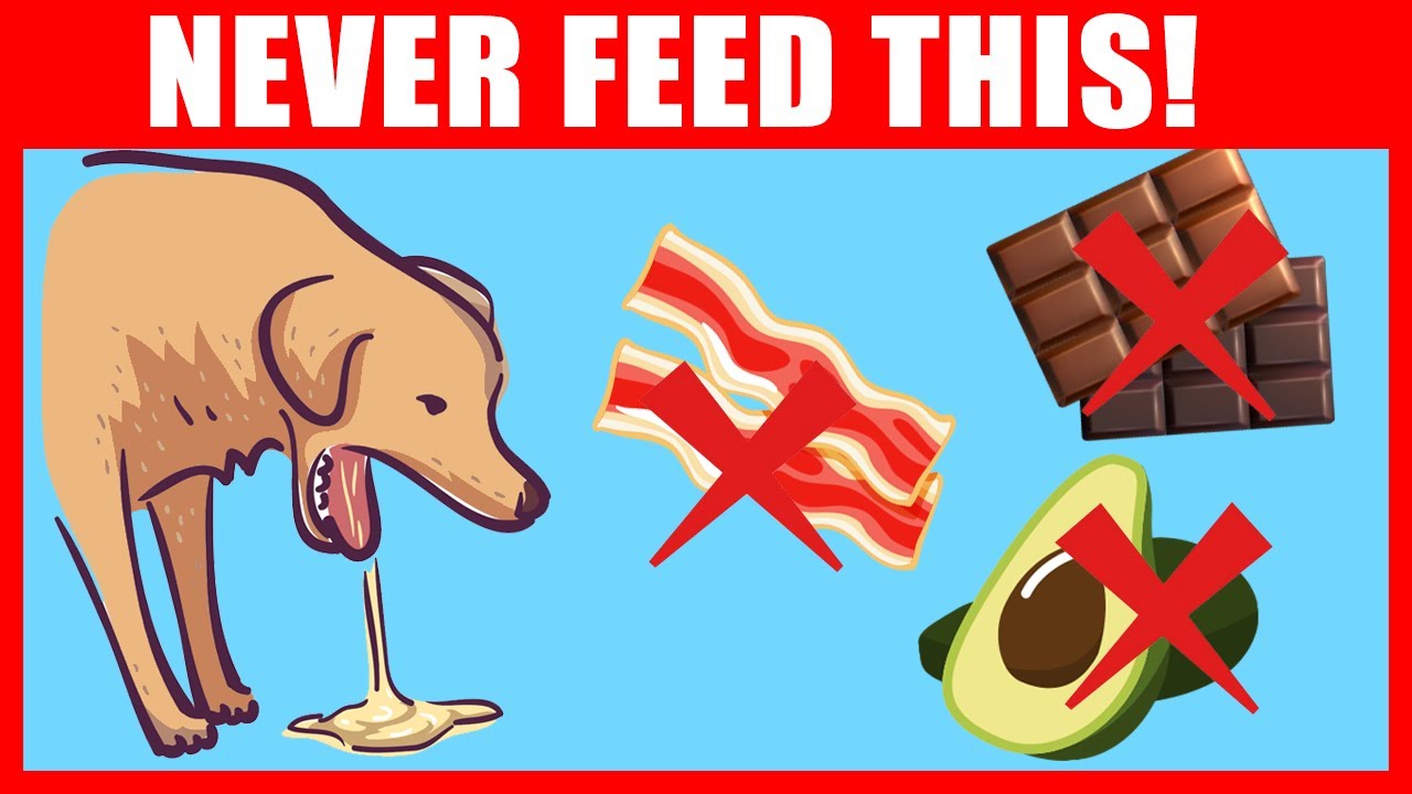 14 Foods You Should Never Feed Your Dog