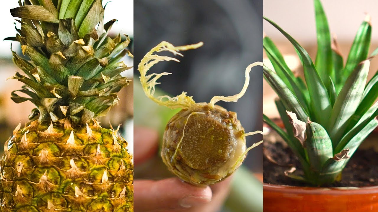 Grow Your Own Pineapple Plant: A Step-by-Step Guide