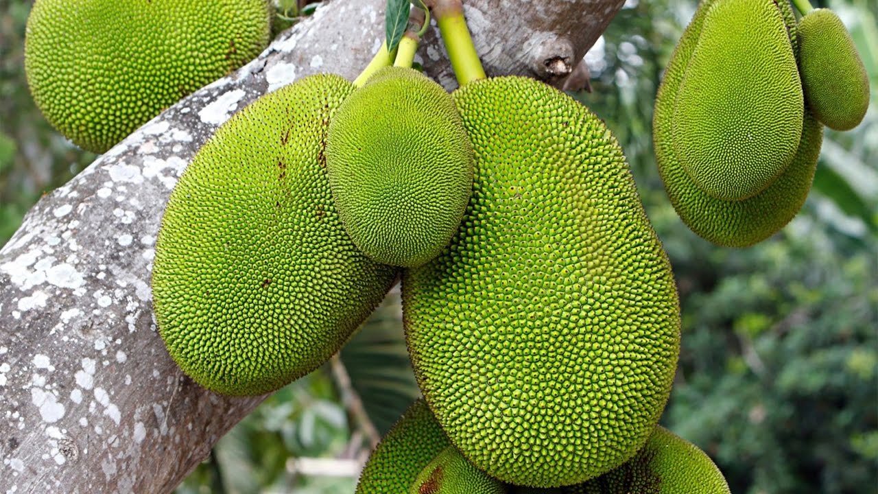 Unveiling the Wonders of Jackfruit: 10 Amazing Health Benefits