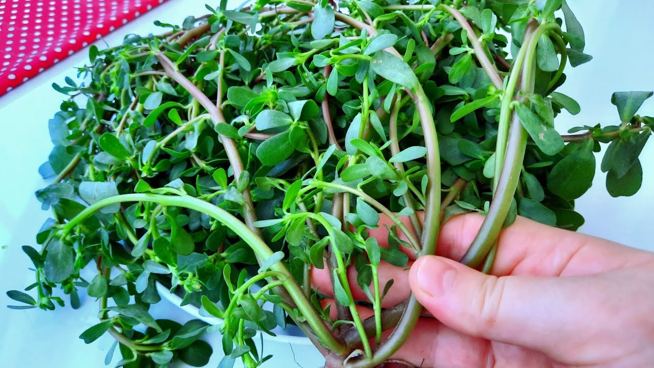 Grandma’s Secret Recipe: Cooking Purslane with Red Lentils