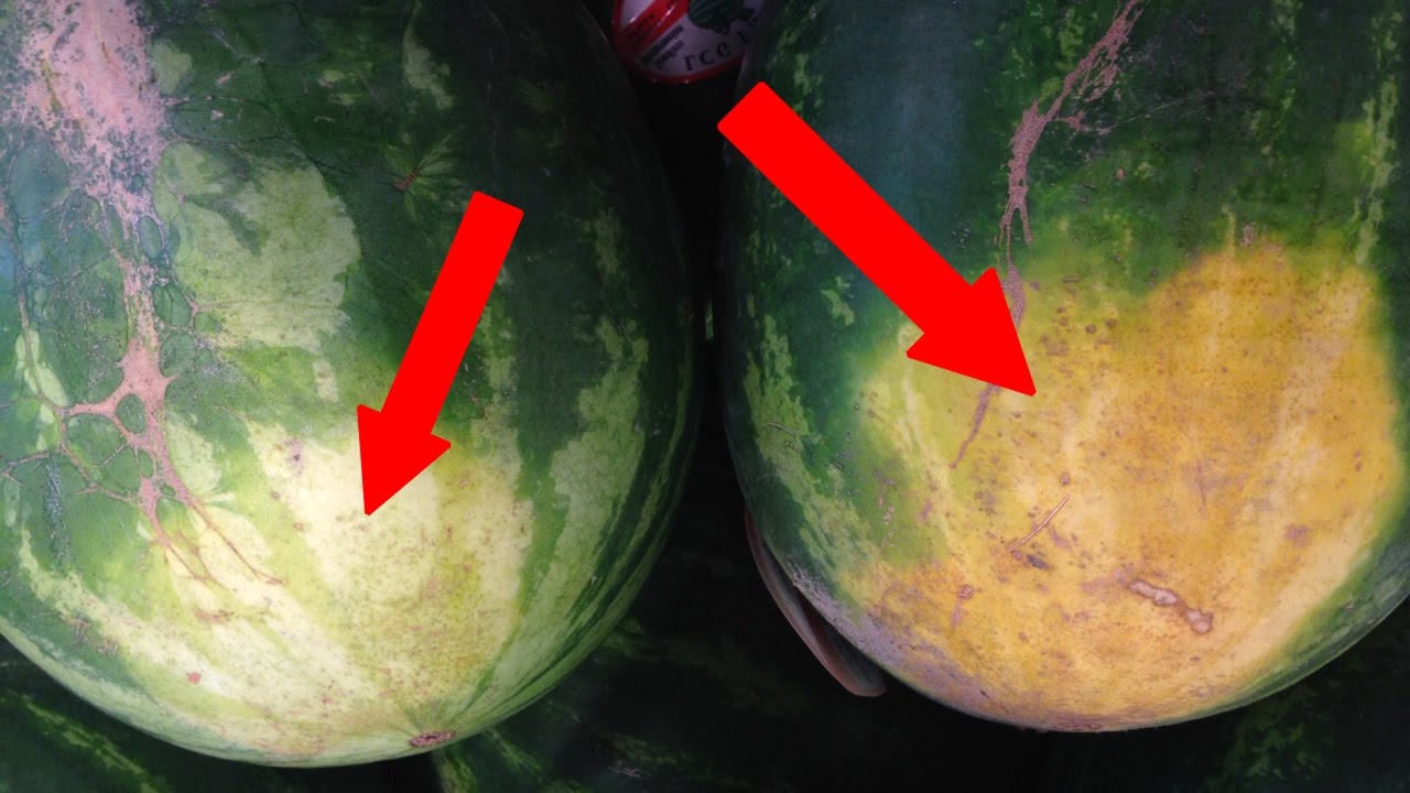 How to Pick the Perfect Watermelon: A Simple Guide