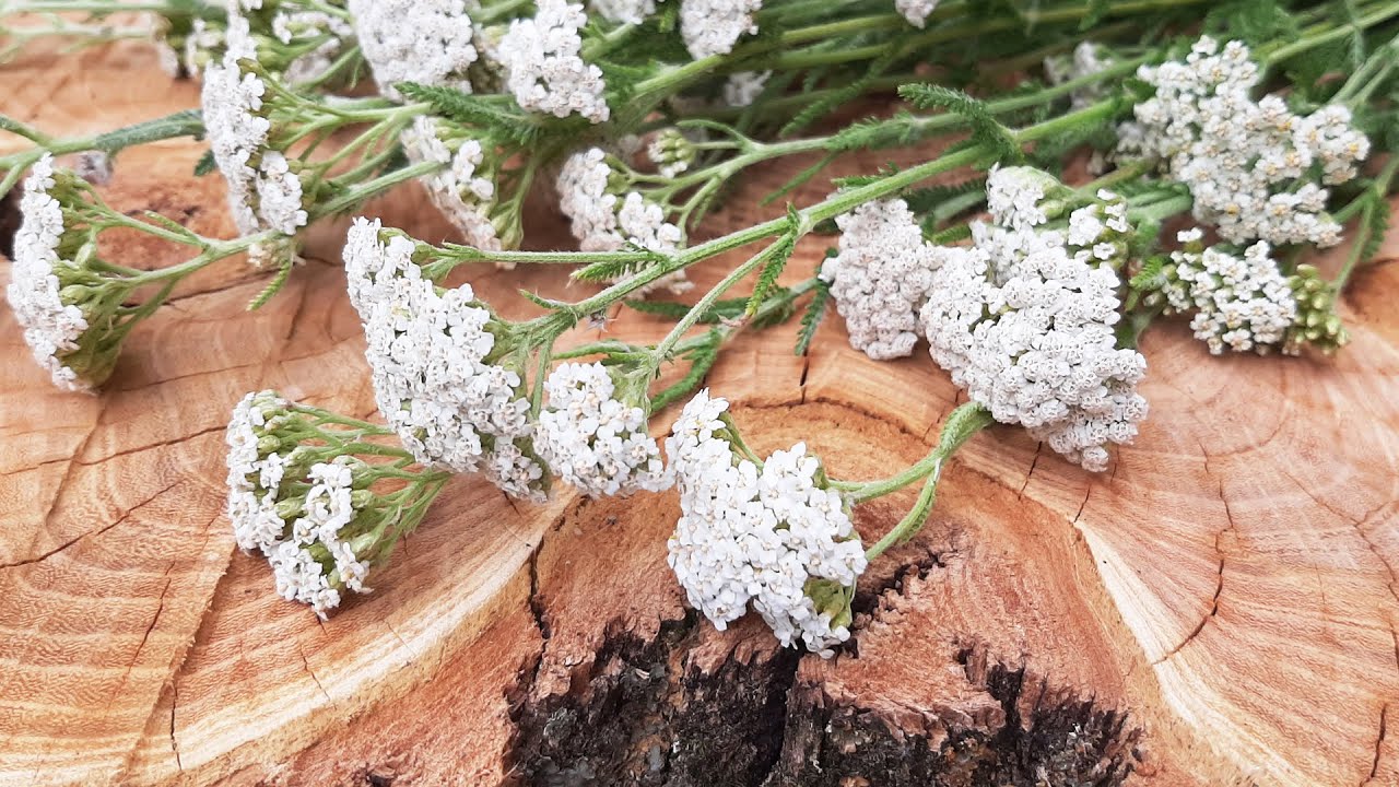 A Powerful Plant for First and Last Aid: Yarrow Blooms All Summer Long