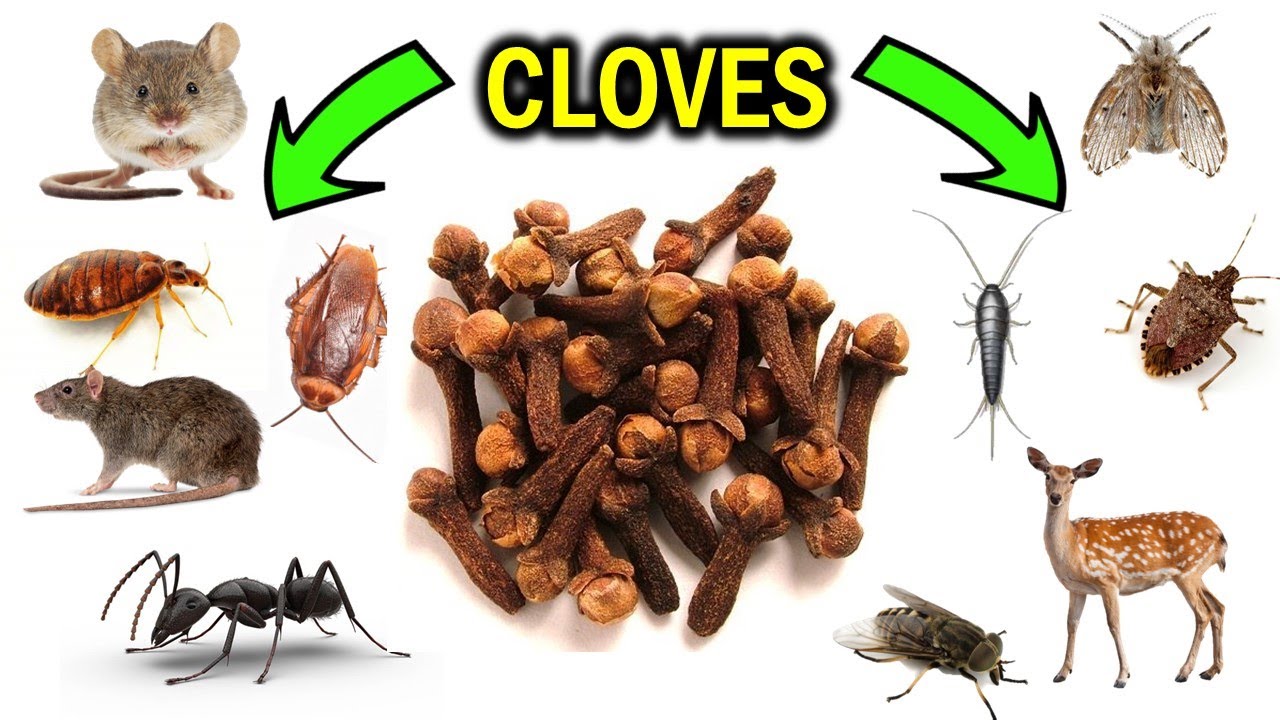 Magic Clove: How to Kill Cockroaches Within 5 Minutes || Home Remedy