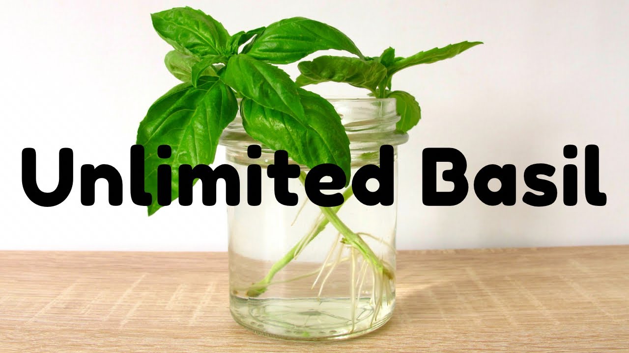 How to Grow an Abundance of Basil