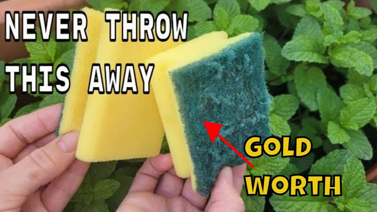 Discover the Golden Value of Used Sponges for Your Home and Garden