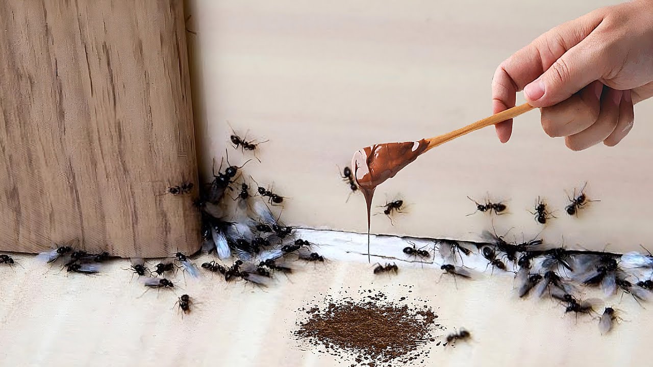 5 Genius Ways to Naturally Eliminate Ants from Your Home