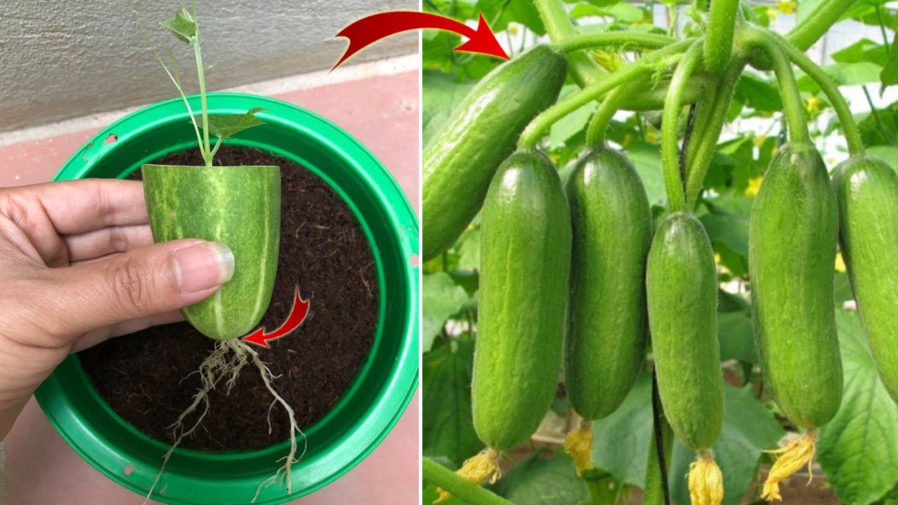 I Was Surprised to Propagate Cucumbers This Way