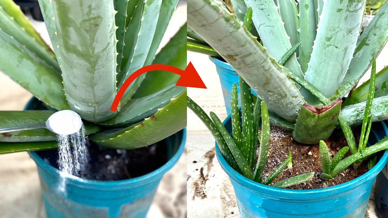 Boosting Aloe Vera Growth with Baking Soda: A Surprising Gardening Tip