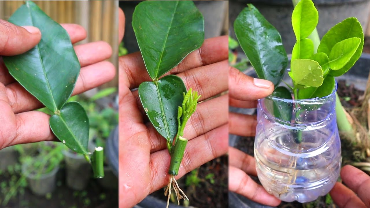 Best Method to Propagate Lemon Trees from Leaf Cuttings