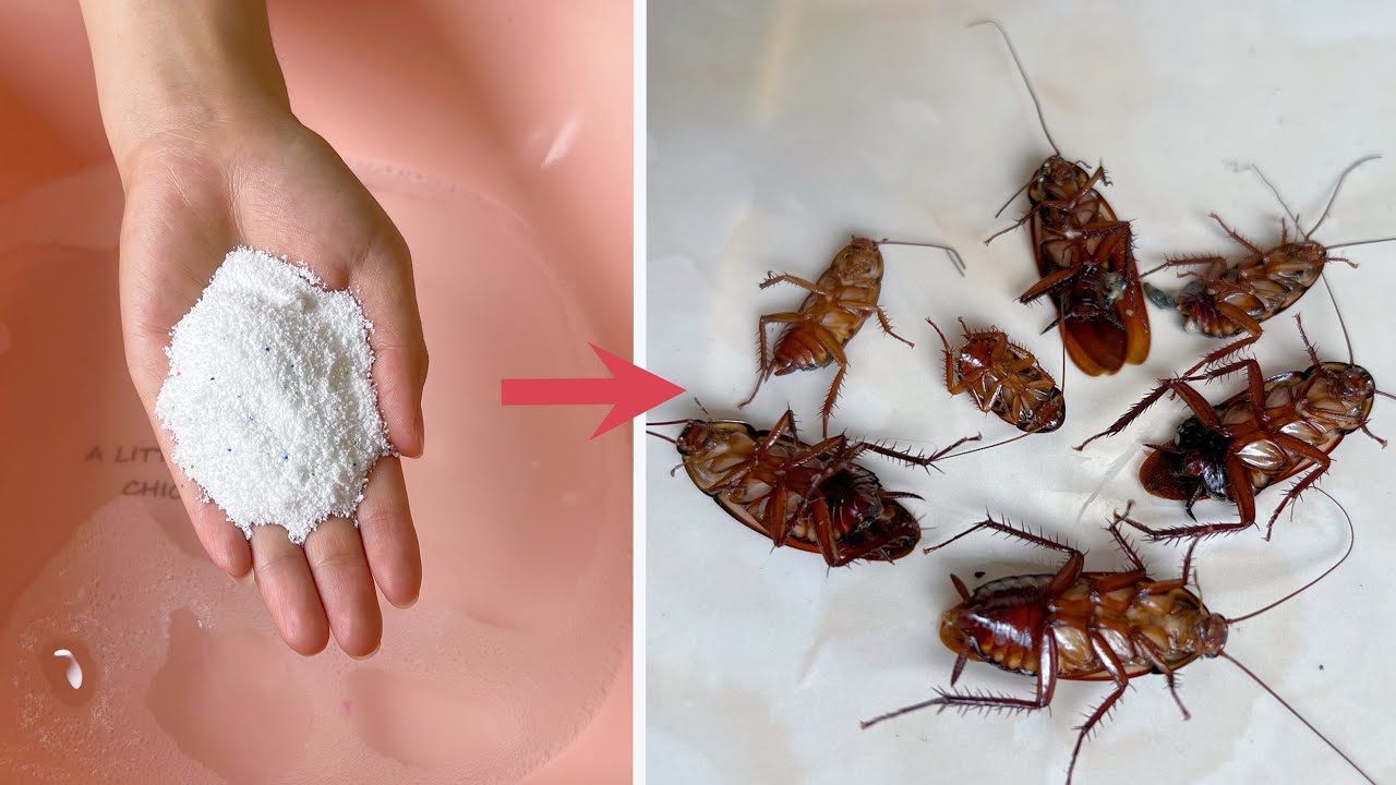 Natural Cockroach Control: Using Baking Soda