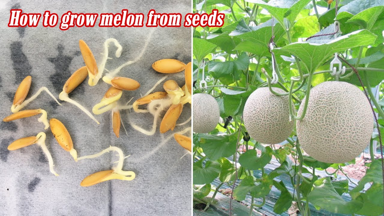 How to Plant and Grow Potted Melons: A Simple Guide