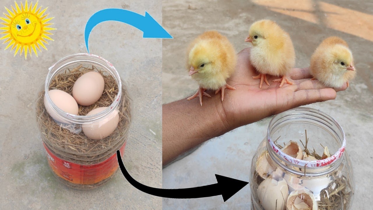 Hatching Eggs at Home Without an Incubator: A Natural Approach