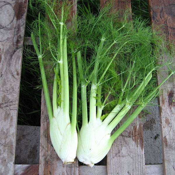 The Surprising Benefits of Fennel Seeds: A Small Addition for Big Health Rewards