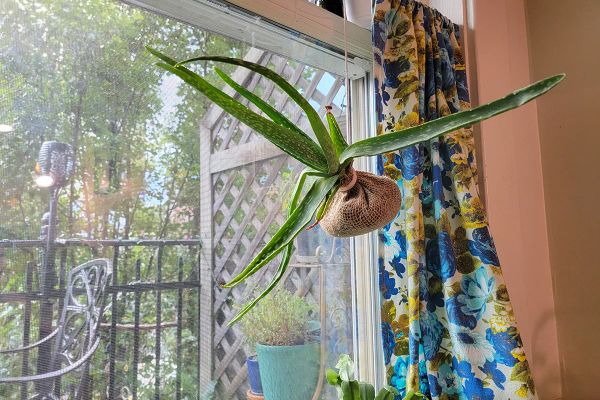 Aloe plant with roots wrapped in burlap hung in a window.