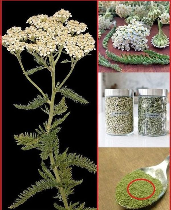 Discover the Strengthening Effects of Yarrow