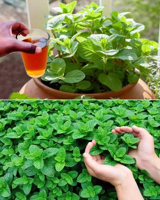 Growing an Abundance of Fresh Mint in Containers: A Complete Guide