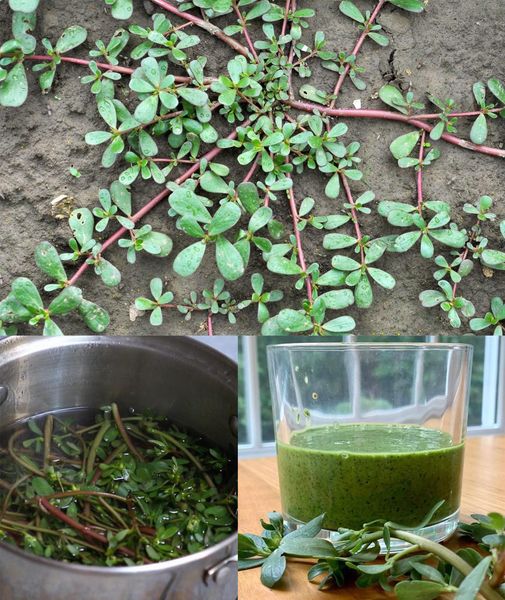 Delightful Purslane Recipes: Discover the Wonders of This Nutritious Green