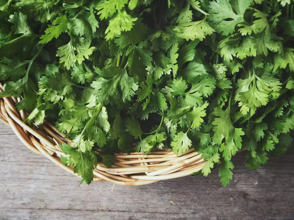 Discover the Health Benefits of Coriander Leaves