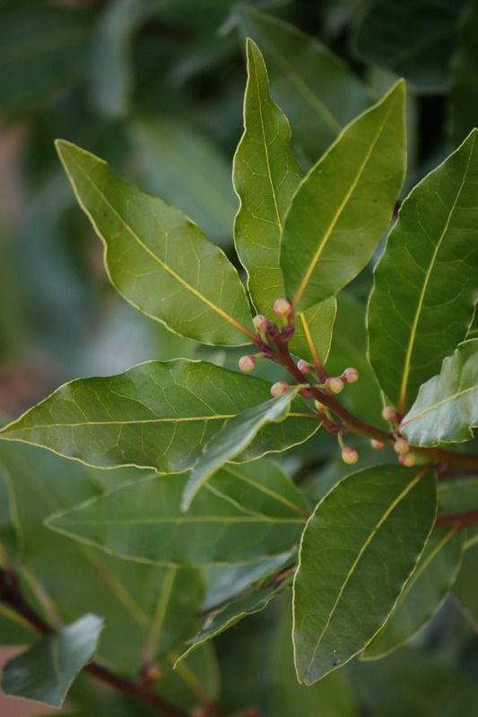 Laurel Leaf as a Remedy for Cough, Joints, Weight Loss, Hair…