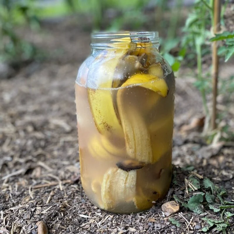 The Magic of Burying Banana Peels in Your Garden