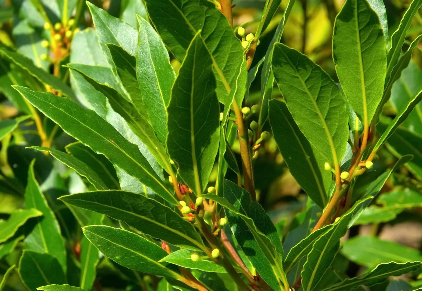 Discover the Wonders of Laurel Leaf: A Natural Remedy for Everyday Ailments