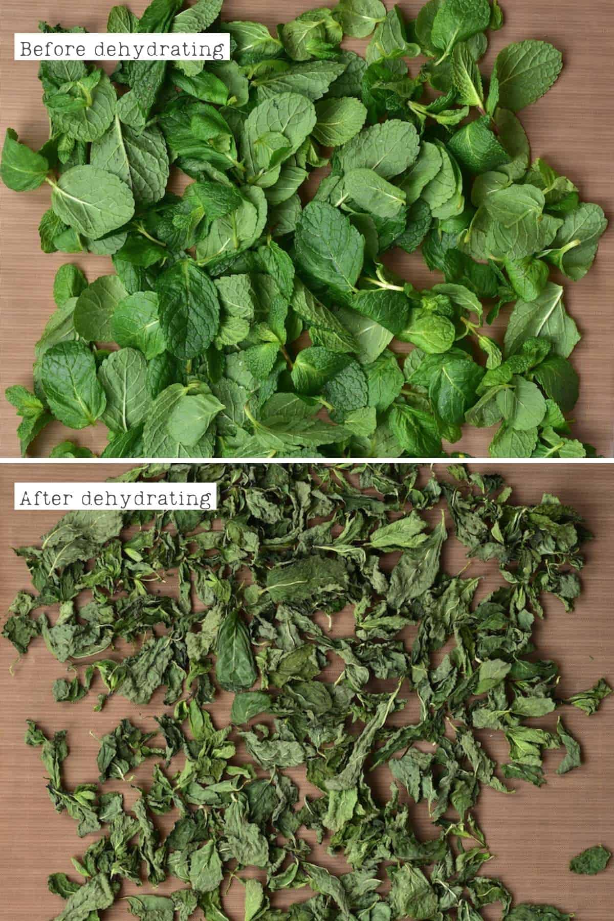 How to Dry Mint Leaves: The Simplest Way