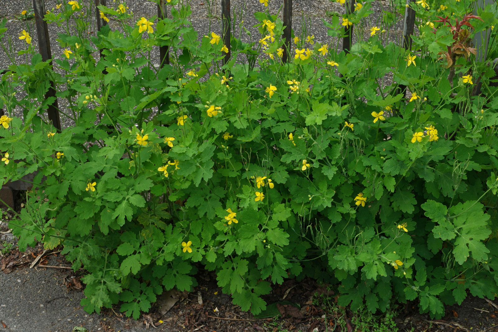 Discover the Power of Chelidonium Majus: A Natural Remedy for Warts