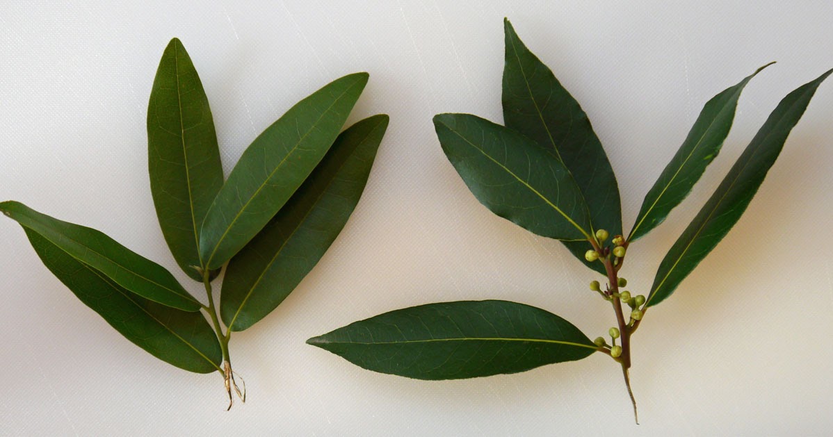 The Wonders of Laurel Leaf: A Natural Remedy for Cough, Joints, Weight Loss, and Hair Care