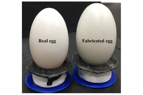 Spotting the Difference: Real vs. Fake Eggs