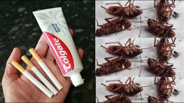 The Magic Ingredient: How to Kill Cockroaches Within 5 Minutes Using Cigarettes and Toothpaste