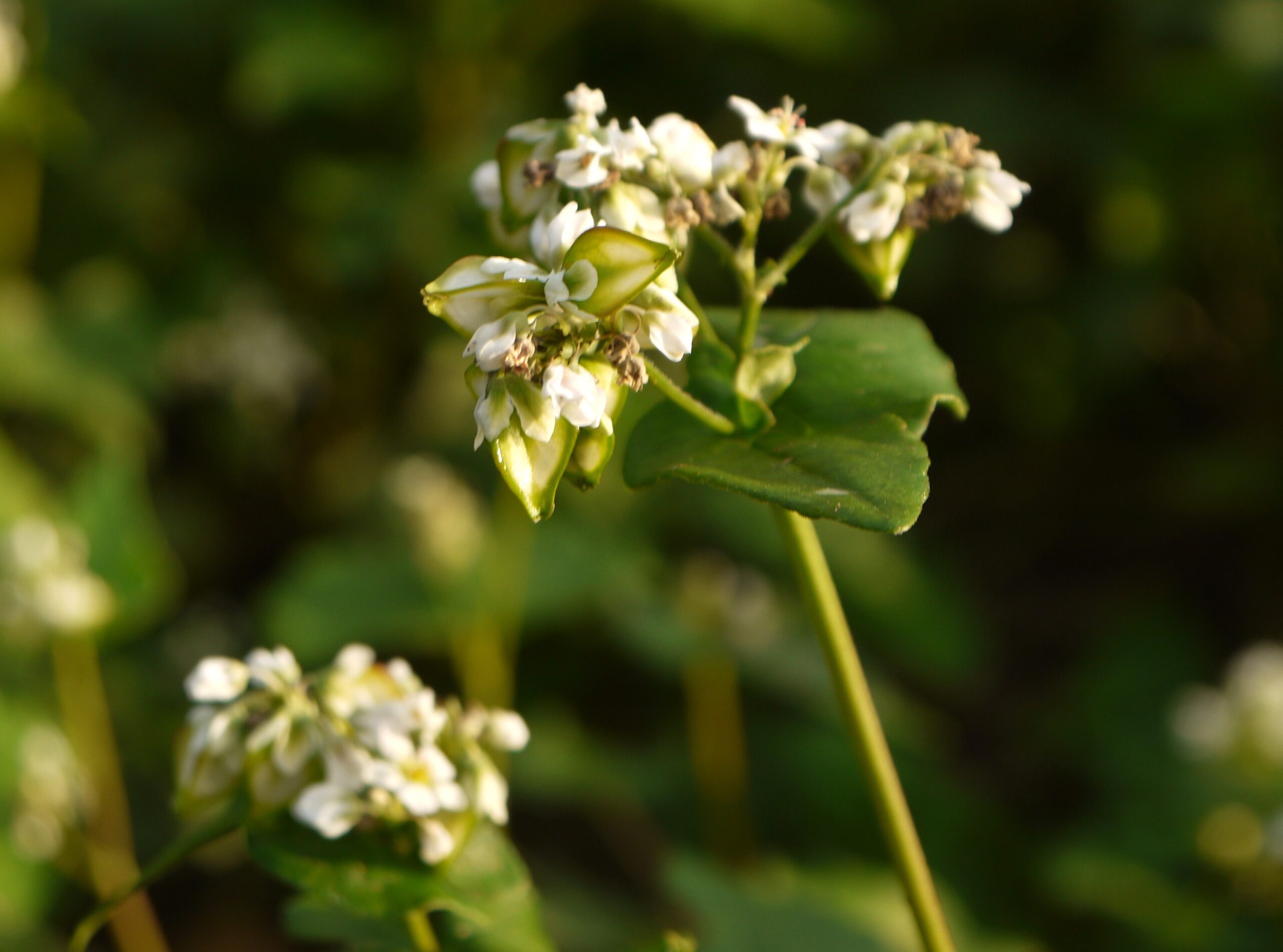 Buckwheat: A Versatile Superfood with Healing Powers