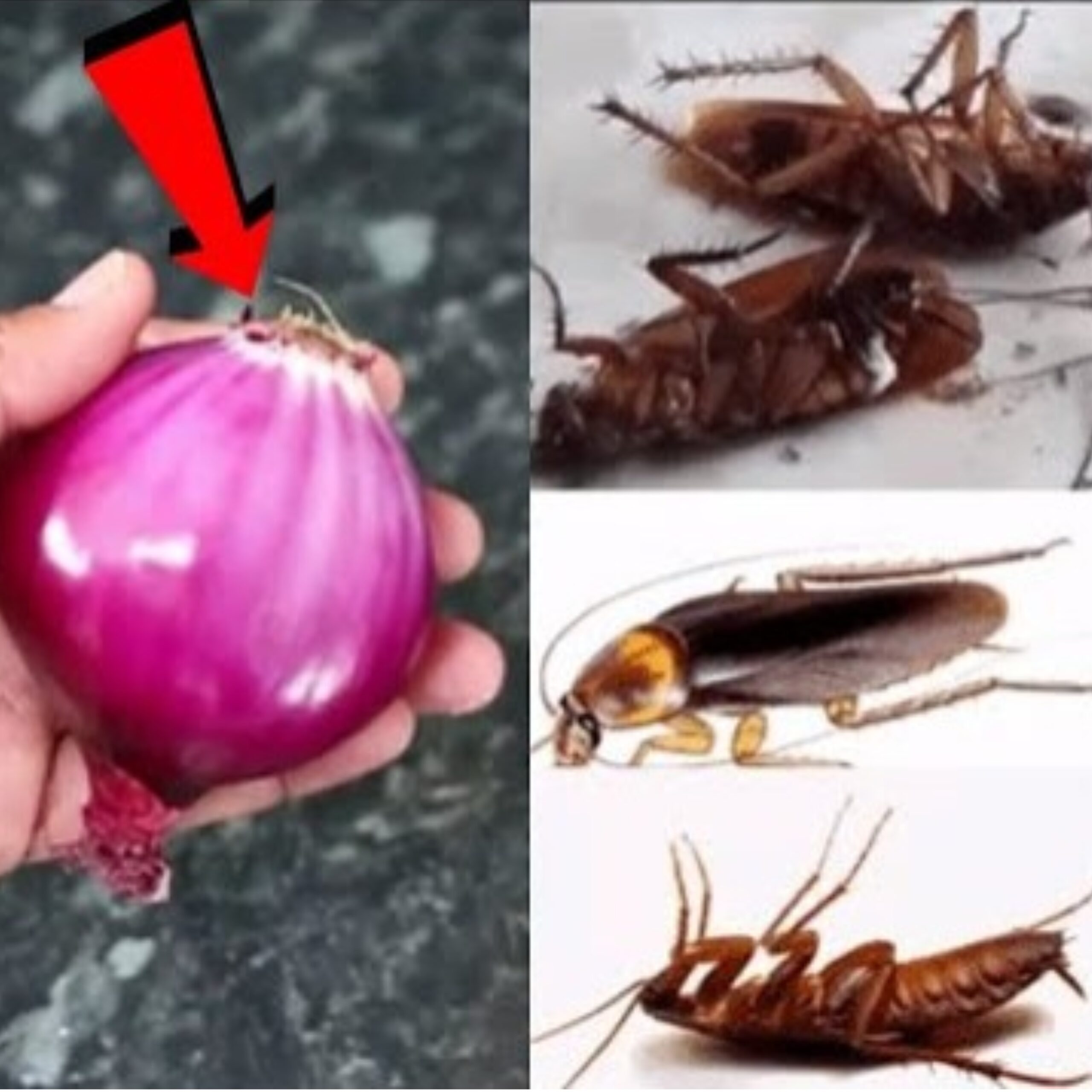 Magic Onion: How to Kill Cockroaches and Lizards Within 5 Minutes