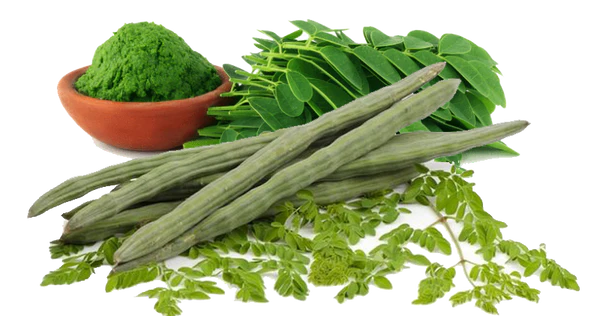 Moringa Leaves: The Superfood You Need in Your Diet