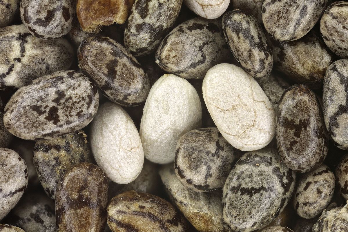 The Amazing Benefits of Eating Chia Seeds Every Day