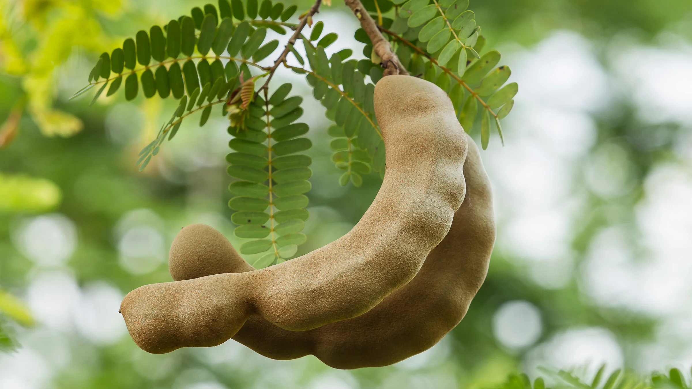 Refreshing Tamarind Juice: A Heart-Healthy, Liver-Protecting Beverage