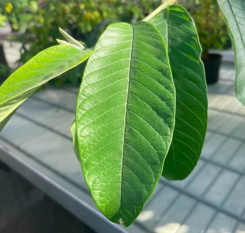 Incredible Benefits of Guava Leaves: 11 Reasons to Start Drinking Guava Leaf Tea