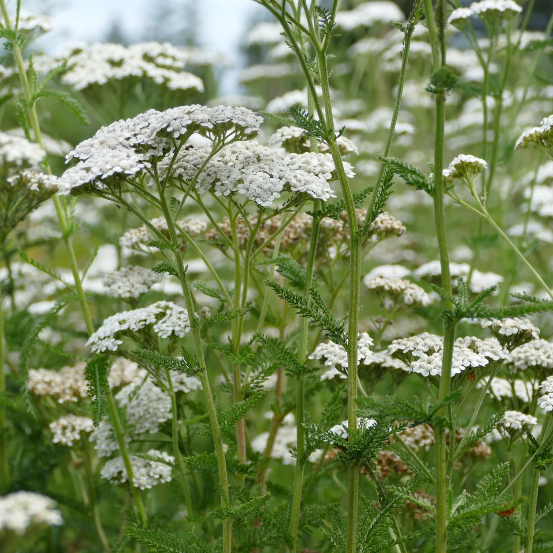 A Powerful Plant for First and Last Aid: Yarrow Blooms All Summer Long