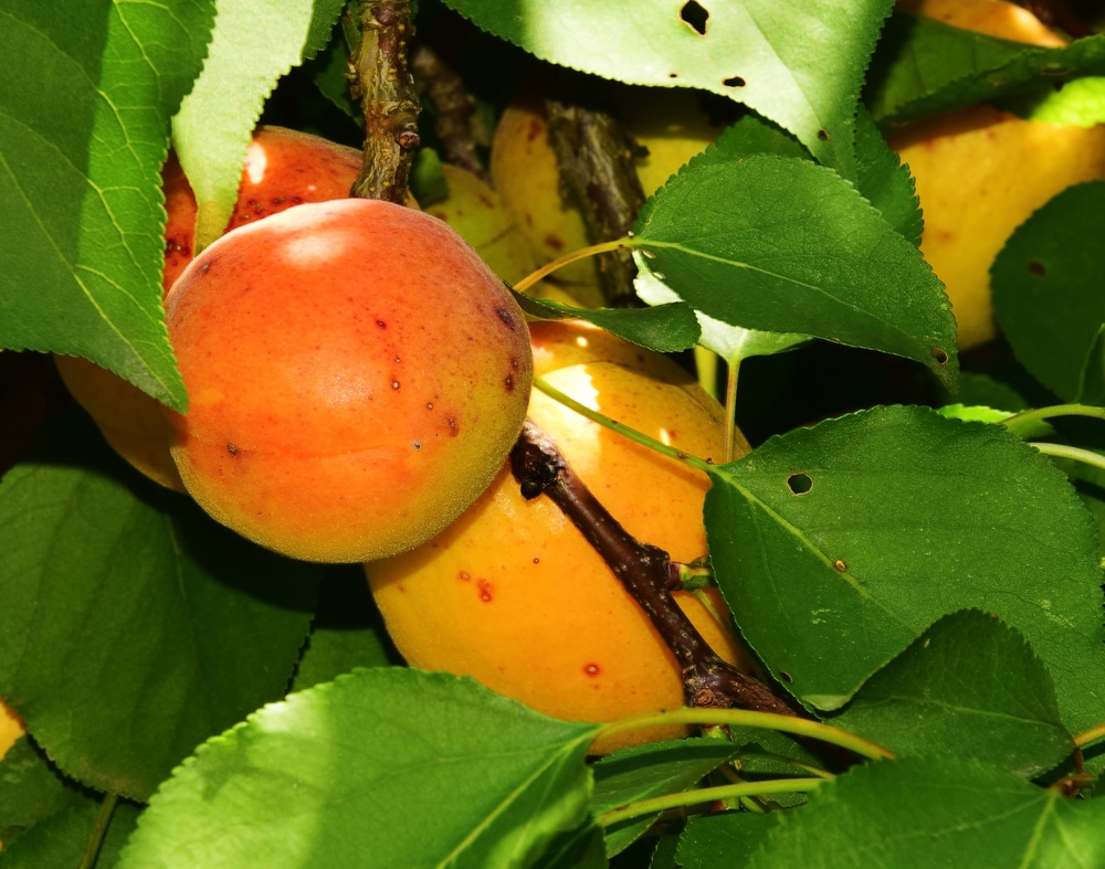 The Hidden Treasure of Apricot Leaves