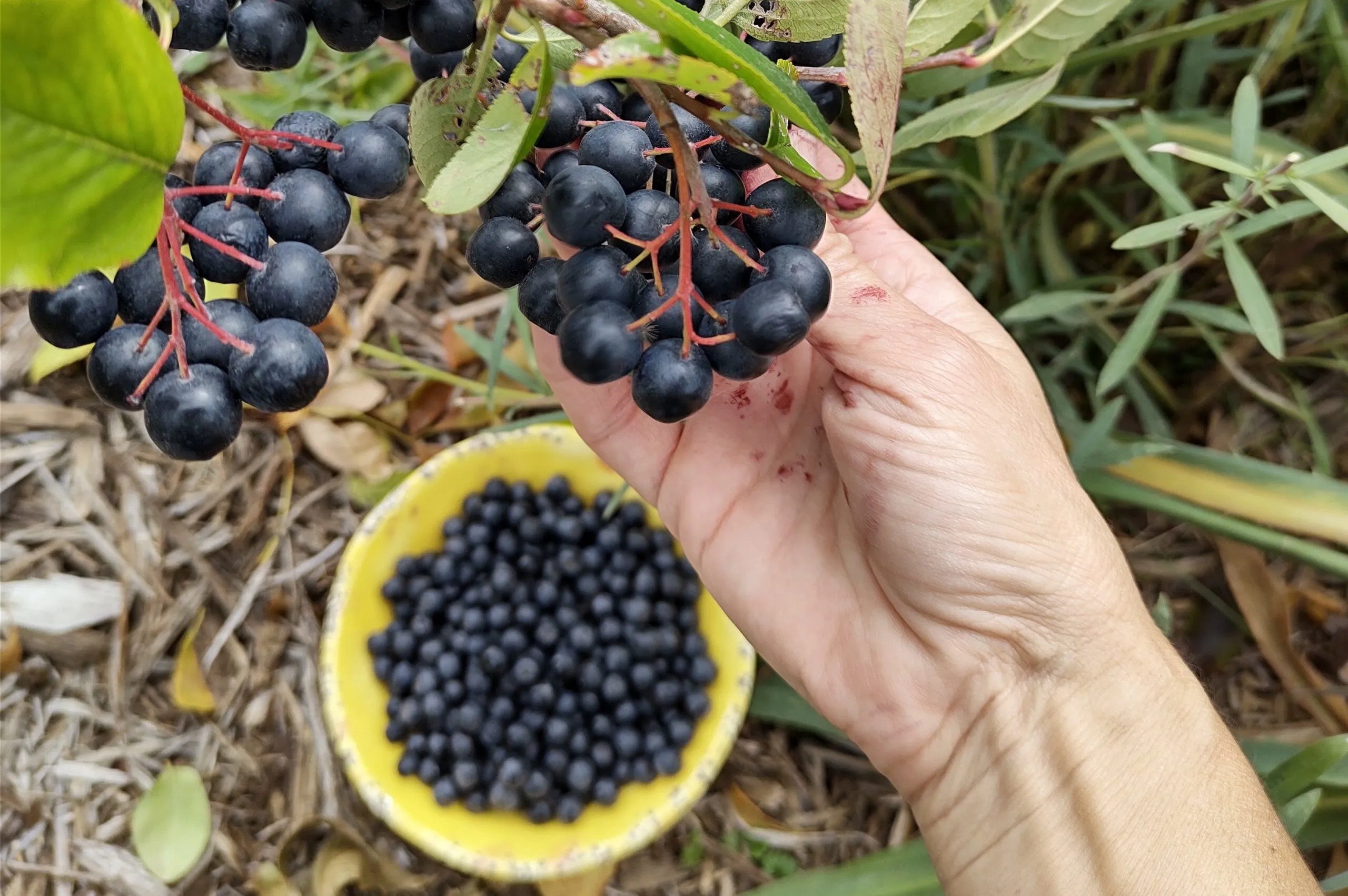 Discover Aronia Juice: A Health Elixir You’ll Love